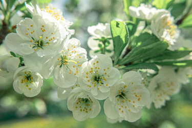 Fotografie getiteld "spring flowers" door Boris Belkania, Origineel Kunstwerk, Digitale fotografie