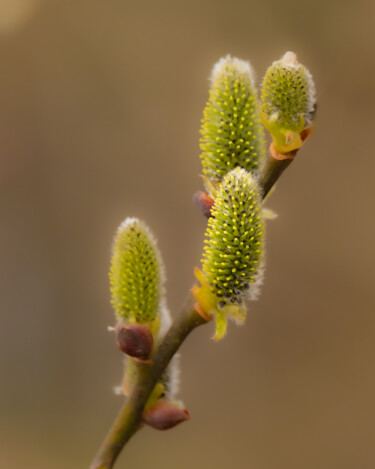 Fotografia zatytułowany „blooming willow 3” autorstwa Boris Belkania, Oryginalna praca, Fotografia cyfrowa