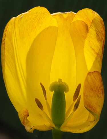 Fotografia intitulada "yellow tulip" por Boris Belkania, Obras de arte originais, Fotografia digital