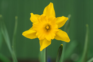 Photography titled "yellow daffodil" by Boris Belkania, Original Artwork, Digital Photography