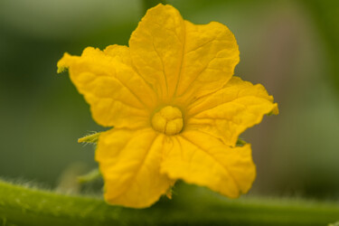 Fotografia intitolato "yellow flower" da Boris Belkania, Opera d'arte originale, Fotografia digitale