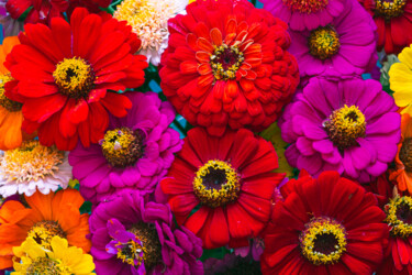 Фотография под названием "bouquet" - Boris Belkania, Подлинное произведение искусства, Цифровая фотография