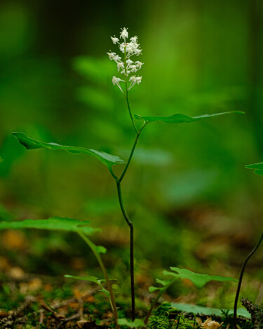 Fotografie mit dem Titel "flower in the forest" von Boris Belkania, Original-Kunstwerk, Digitale Fotografie