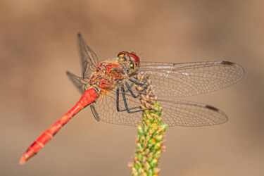 Photography titled "dragonfly" by Boris Belkania, Original Artwork, Digital Photography