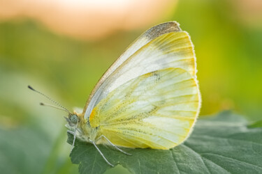 Φωτογραφία με τίτλο "butterfly" από Boris Belkania, Αυθεντικά έργα τέχνης, Ψηφιακή φωτογραφία