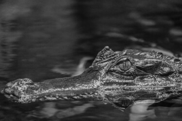 Photographie intitulée "crocodile 2" par Boris Belkania, Œuvre d'art originale, Photographie numérique