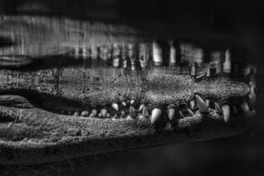摄影 标题为“crocodile 3” 由Boris Belkania, 原创艺术品, 数码摄影