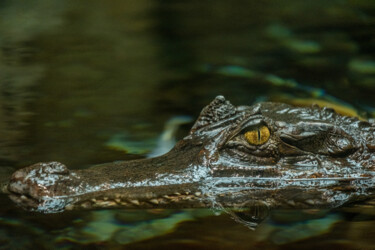 Fotografie getiteld "crocodile 4" door Boris Belkania, Origineel Kunstwerk, Digitale fotografie