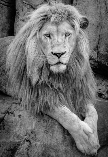 Photographie intitulée "Lion bnw" par Boris Belkania, Œuvre d'art originale, Photographie numérique