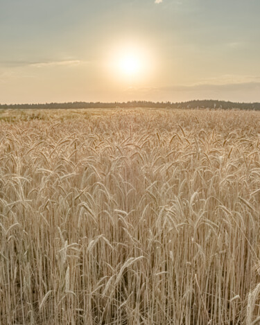 Fotografie mit dem Titel "wheat" von Boris Belkania, Original-Kunstwerk, Digitale Fotografie
