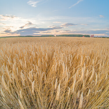 Fotografía titulada "wheat 2" por Boris Belkania, Obra de arte original, Fotografía digital