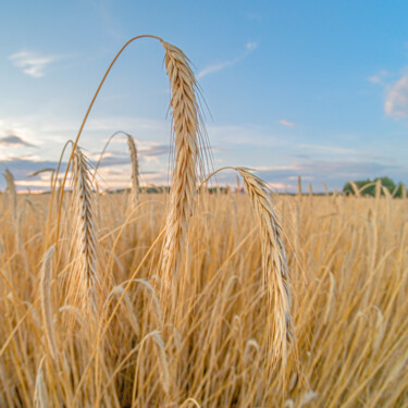 Photography titled "wheat 3" by Boris Belkania, Original Artwork, Digital Photography