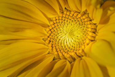 Fotografie getiteld "Sunflower" door Boris Belkania, Origineel Kunstwerk, Digitale fotografie