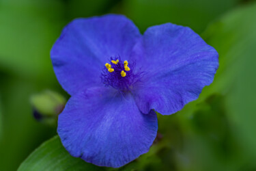 Fotografie mit dem Titel "blue flower" von Boris Belkania, Original-Kunstwerk, Digitale Fotografie