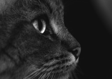 Fotografia zatytułowany „Cat bnw” autorstwa Boris Belkania, Oryginalna praca, Fotografia cyfrowa