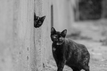 Fotografía titulada "Cats" por Boris Belkania, Obra de arte original, Fotografía digital