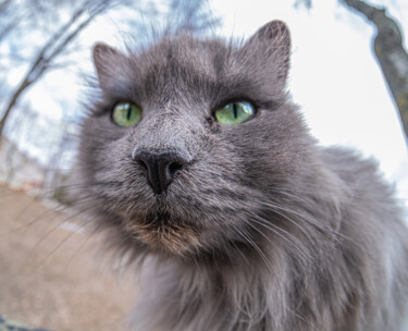 Photography titled "Cat 3" by Boris Belkania, Original Artwork, Digital Photography