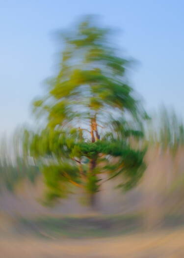 Fotografía titulada "Tree pine" por Boris Belkania, Obra de arte original, Fotografía digital
