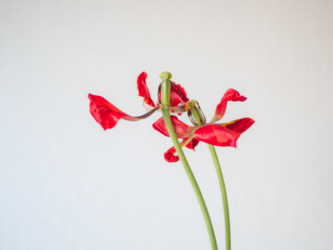 Fotografia intitolato "red tulips" da Boris Belkania, Opera d'arte originale, Fotografia digitale