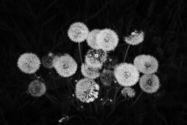 Photography titled "dandelions" by Boris Belkania, Original Artwork, Digital Photography