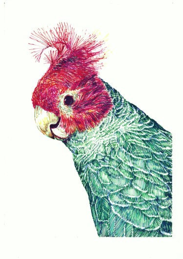 Dessin intitulée "A Handsome Parrot" par Borys Kuzenko, Œuvre d'art originale, Stylo à bille