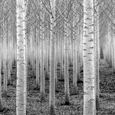 Photographie intitulée "Du petit bois" par Boris Barbey, Œuvre d'art originale, Photographie numérique