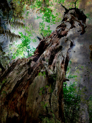 Fotografia zatytułowany „Tree” autorstwa Borrel, Oryginalna praca, Fotografia cyfrowa