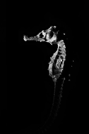 Φωτογραφία με τίτλο "Sea dweller" από Jgc Braticius, Αυθεντικά έργα τέχνης, Ψηφιακή φωτογραφία