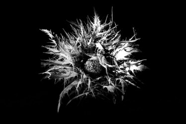 Fotografie getiteld "Spiky II" door Jgc Braticius, Origineel Kunstwerk, Digitale fotografie