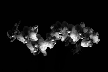 Photographie intitulée "Orchids' caterpillar" par Jgc Braticius, Œuvre d'art originale, Photographie numérique