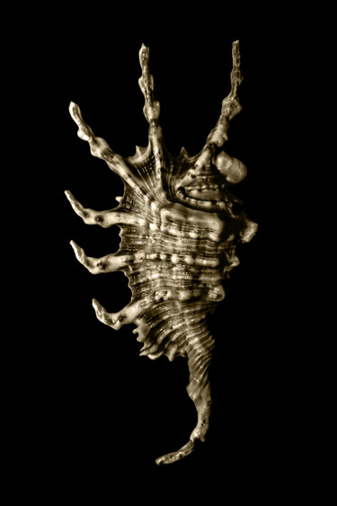 Φωτογραφία με τίτλο "Alien I" από Jgc Braticius, Αυθεντικά έργα τέχνης, Ψηφιακή φωτογραφία