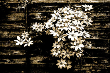 Photographie intitulée "Late spring blossom…" par Jgc Braticius, Œuvre d'art originale, Photographie numérique