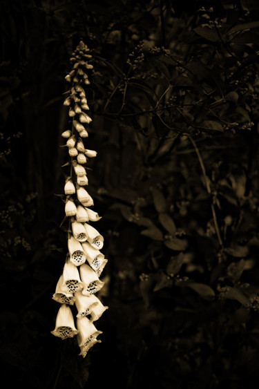 Fotografie getiteld "Late spring blossom…" door Jgc Braticius, Origineel Kunstwerk, Digitale fotografie