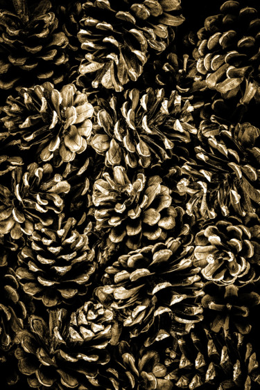 Fotografía titulada "Pine cones majority" por Jgc Braticius, Obra de arte original, Fotografía digital