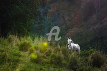 Fotografia intitulada "Unicornio" por Breno Ribeiro, Obras de arte originais