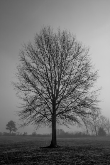 Photography titled "Tree-img-0043" by Brian Brown, Original Artwork