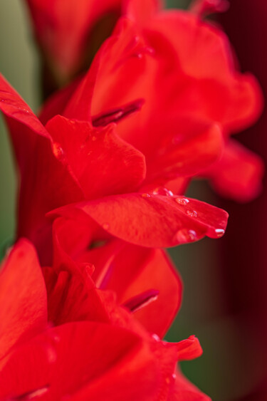 Photographie intitulée "Les fleurs rouges" par Brigitte Marcotte, Œuvre d'art originale, Photographie manipulée