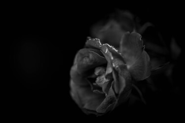 Photographie intitulée "La rose gelée" par Brigitte Marcotte, Œuvre d'art originale, Photographie manipulée