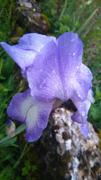 Photographie intitulée "Iris après la pluie" par Brigitte Mathé (MBL), Œuvre d'art originale