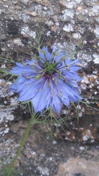 Photographie intitulée "Nigelle de Damas" par Brigitte Mathé (MBL), Œuvre d'art originale