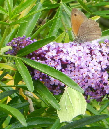 Photographie intitulée "papillon Citron (go…" par Brigitte Mathé (MBL), Œuvre d'art originale