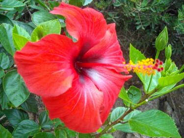 Photographie intitulée "Fleur d'Hibiscus -…" par Brigitte Mathé (MBL), Œuvre d'art originale