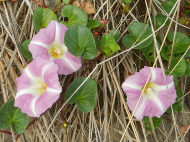 Photography titled "Liseron des sables" by Brigitte Mathé (MBL), Original Artwork