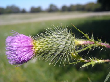 Photography titled "Cirse commun" by Brigitte Mathé (MBL), Original Artwork