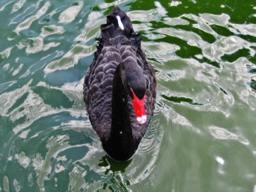 Fotografie mit dem Titel "Black Swan" von Brigitte Mathé (MBL), Original-Kunstwerk