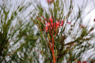 Photographie intitulée "Magic flower" par Brigitte Mathé (MBL), Œuvre d'art originale