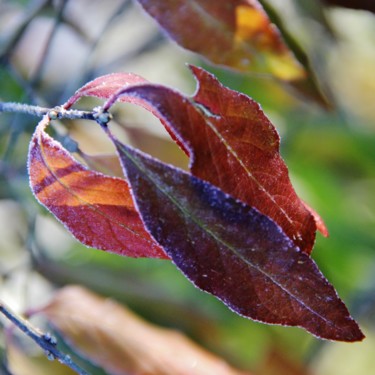 Fotografie mit dem Titel "Fusain d'automne" von Brigitte Mathé (MBL), Original-Kunstwerk