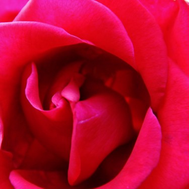 Fotografia intitulada "Coeur de Rose 3" por Brigitte Mathé (MBL), Obras de arte originais