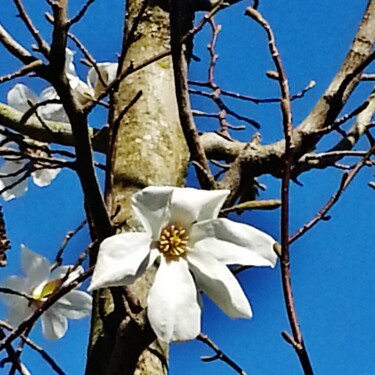 Photographie intitulée "Magnolia blanc" par Brigitte Mathé (MBL), Œuvre d'art originale