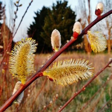 Photographie intitulée "Saule en fleurs" par Brigitte Mathé (MBL), Œuvre d'art originale